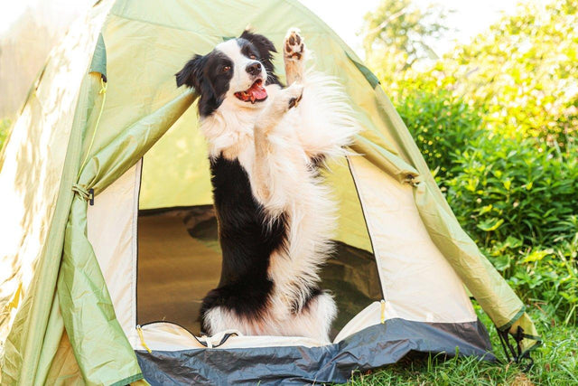 Kamperen met je hond - Fidello