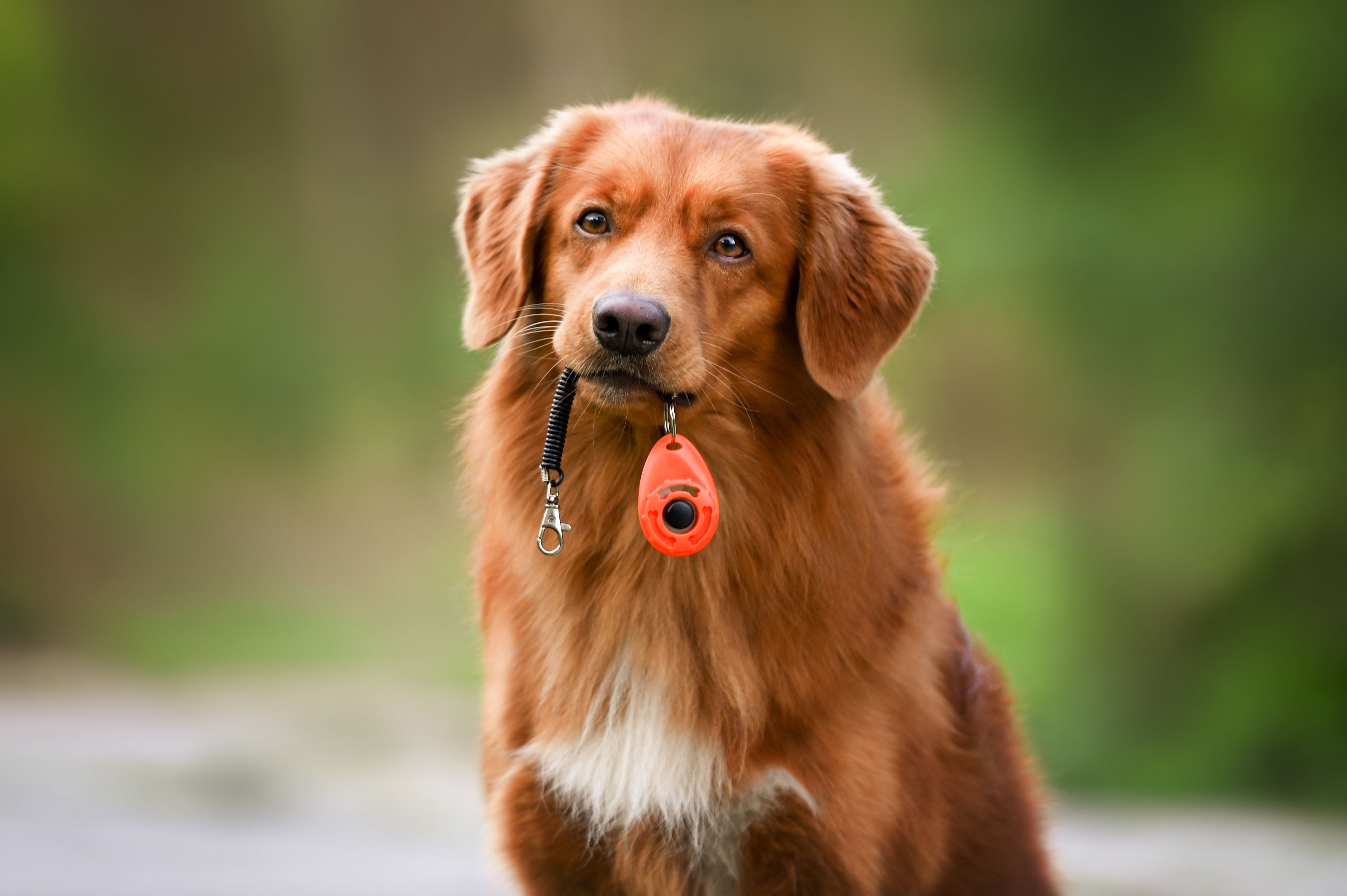 Alles wat je moet weten over clickers en clickertraining