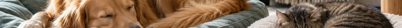 Hond en kat slapen ontspannen op aparte manden in een rustige woonkamer