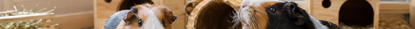 Twee cavia's samen in een ruim verblijf met meerdere schuilplekken