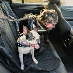 Autorijden met je hond