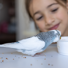 Hoofdvoeding - droogvoer voor vogels