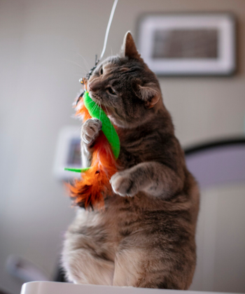 Kattenhengels