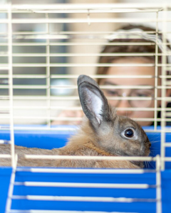 Knaagdierhokken voor binnen en buiten
