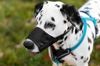 Muilkorven voor honden