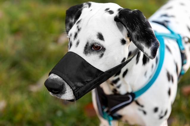 Muilkorven voor honden