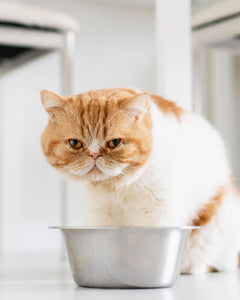 Voerbakken & fonteinen voor katten