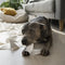 Vuurwerkangst bij honden en katten