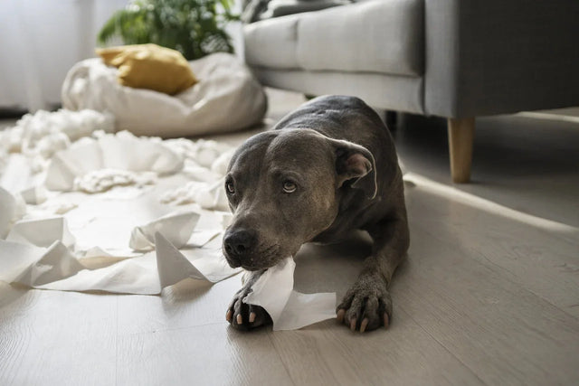 Vuurwerkangst bij honden en katten