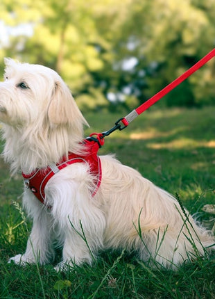 Zolux Szelki oddychające z siatki L czerwone