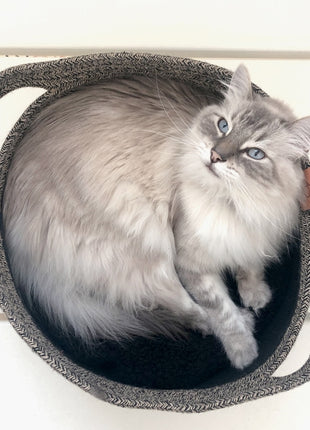 D&D Katzenkorb Tod