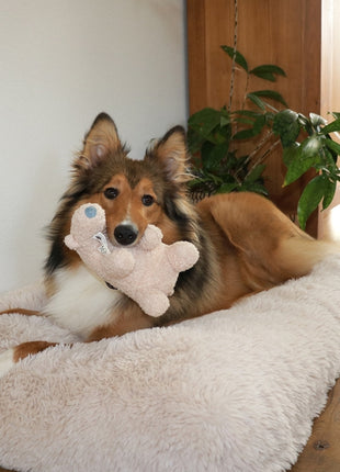 D&D Hundespielzeug Banjo Teddystoff