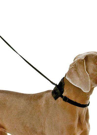 Karlie TOM DOG Halsband und Leine in einem