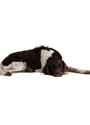Hundeberuhiger Ricko HB 100