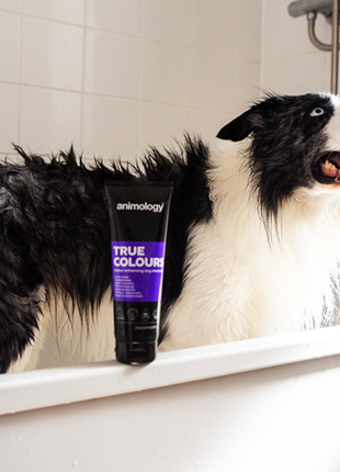 Animology True Colours Dog Shampoo