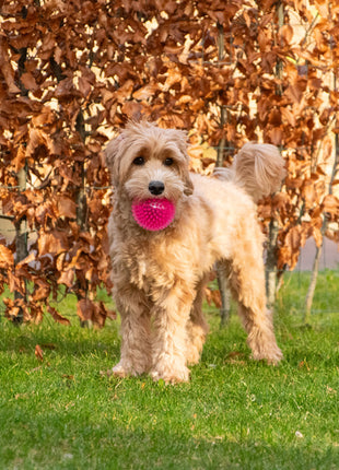 Dog Comets Exoplanet Egelbal Oranje
