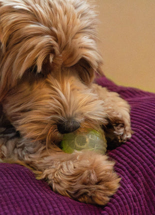 Dog Comets Glow In The Dark Moon Bal Groen