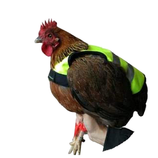 Gaun Pluimvee Kippen Vest