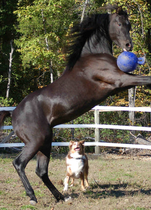 Jolly Ball Blauw (bosbes)