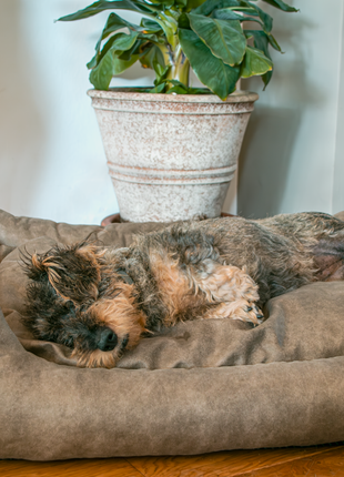 Let's Sleep Sweet Dreams Hondenmand Met Kussen Cognac