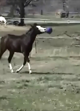 Jolly Ball Blauw (bosbes)