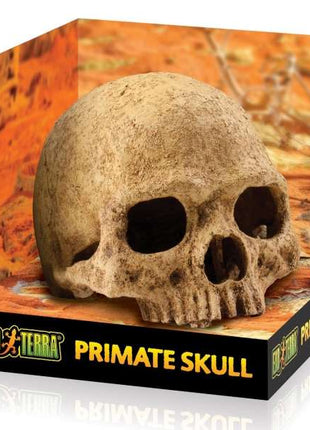 EXOTERRA Primate Skull