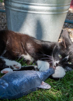 Robocat Goldfisch - 30 cm
