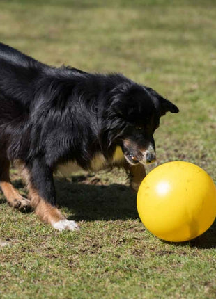 PROCYON Treibball