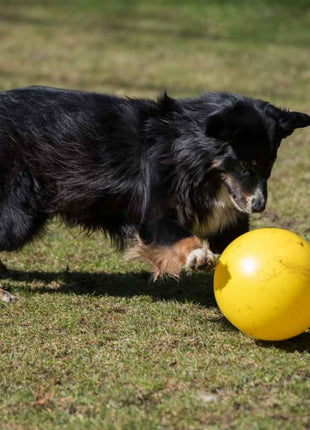 PROCYON Treibball