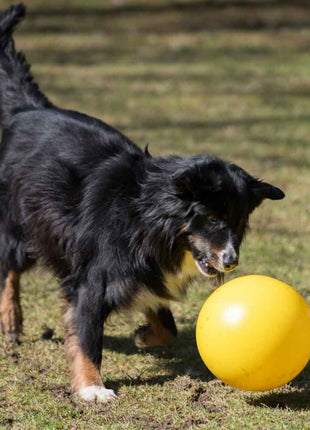 PROCYON Treibball